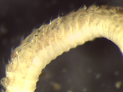 Leitoscoloplos pugettensis