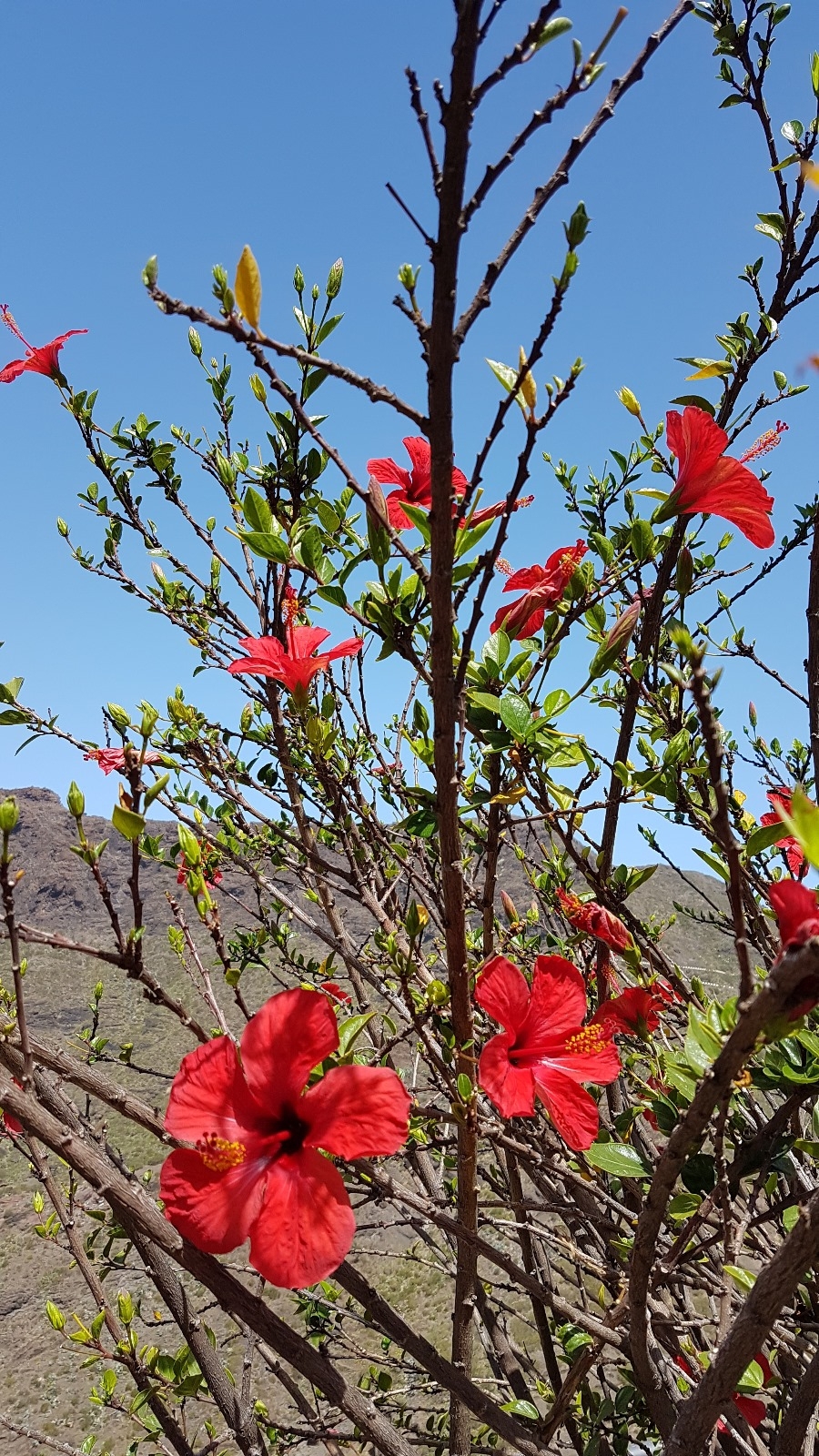 Hibiscus rosa-sinensis