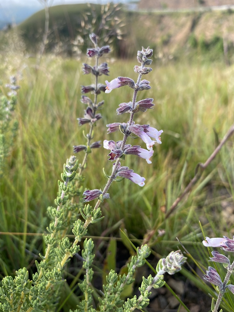 Syncolostemon heterophyllus
