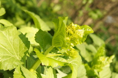 Smyrnium perfoliatum