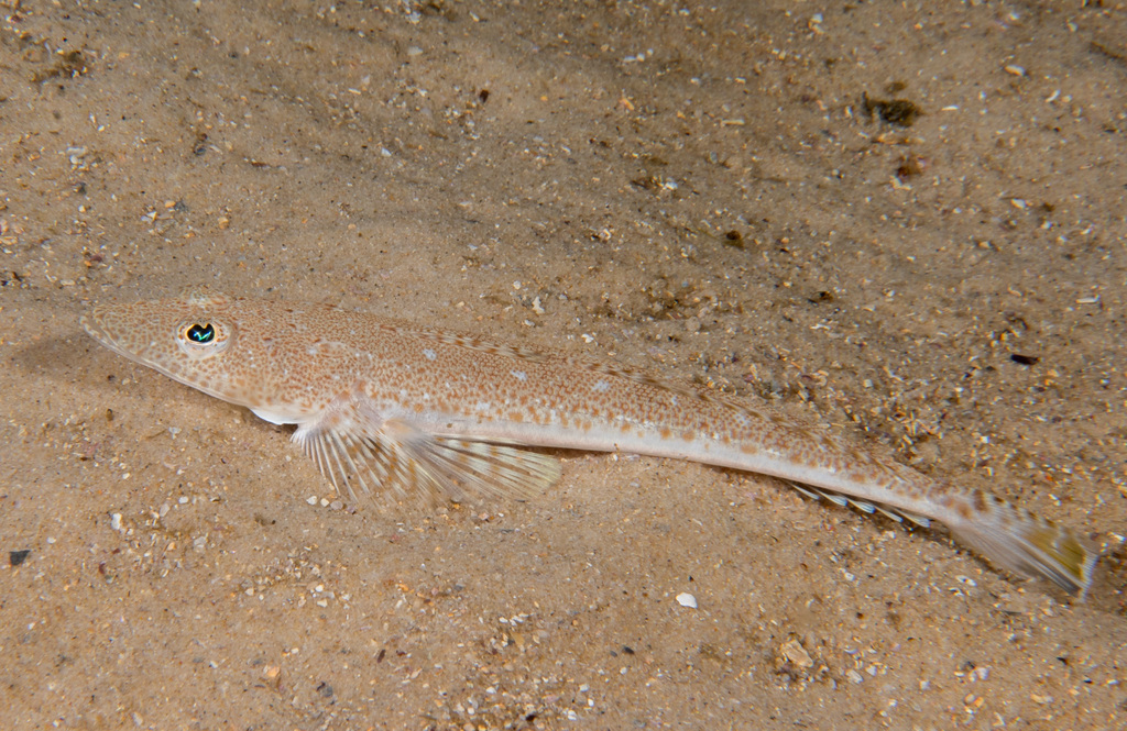 Bluespotted flathead (Platycephalus caeruleopunctatus) — Platycephalidae