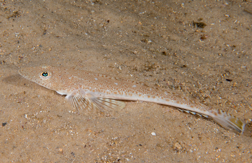 Bluespotted flathead (Platycephalus caeruleopunctatus) — Platycephalidae