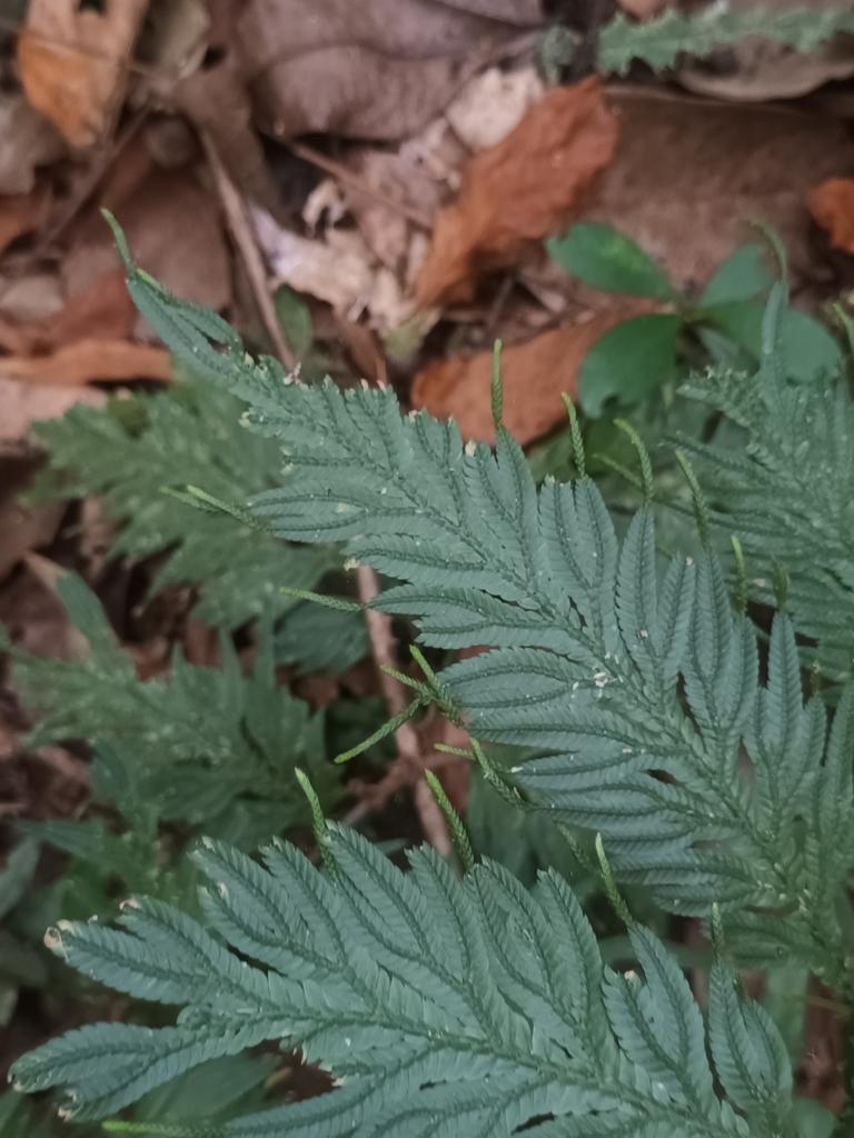 Selaginella inaequalifolia (Selaginella inaequalifolia)