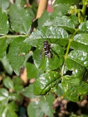 Ancistrocerus waldenii