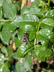 Ancistrocerus waldenii