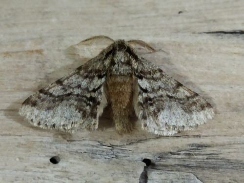 Brindled Beauty Moth photo 5