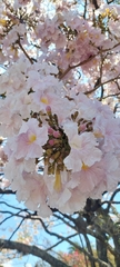 Tabebuia rosea image