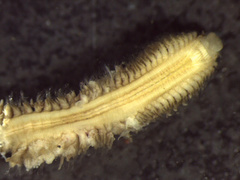 Nephtys ferruginea image