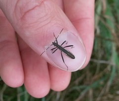 Micrelytra fossularum