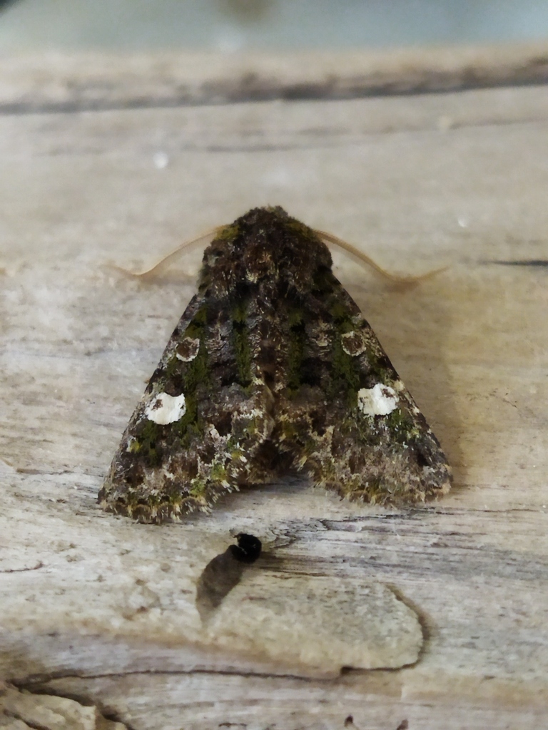 Green-brindled Dot