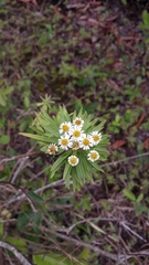 Darwiniothamnus lancifolius