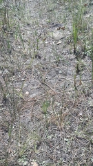 Rhynchospora microcarpa