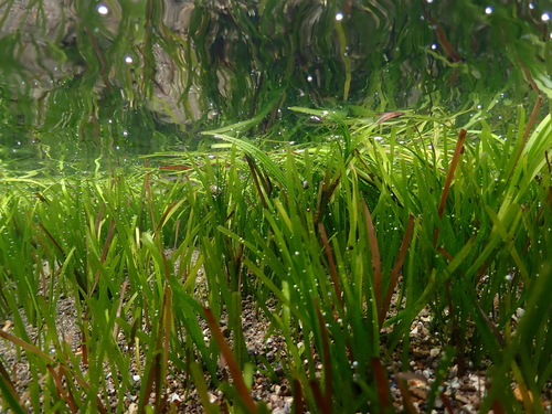 Zostera muelleri Irmisch ex Asch.