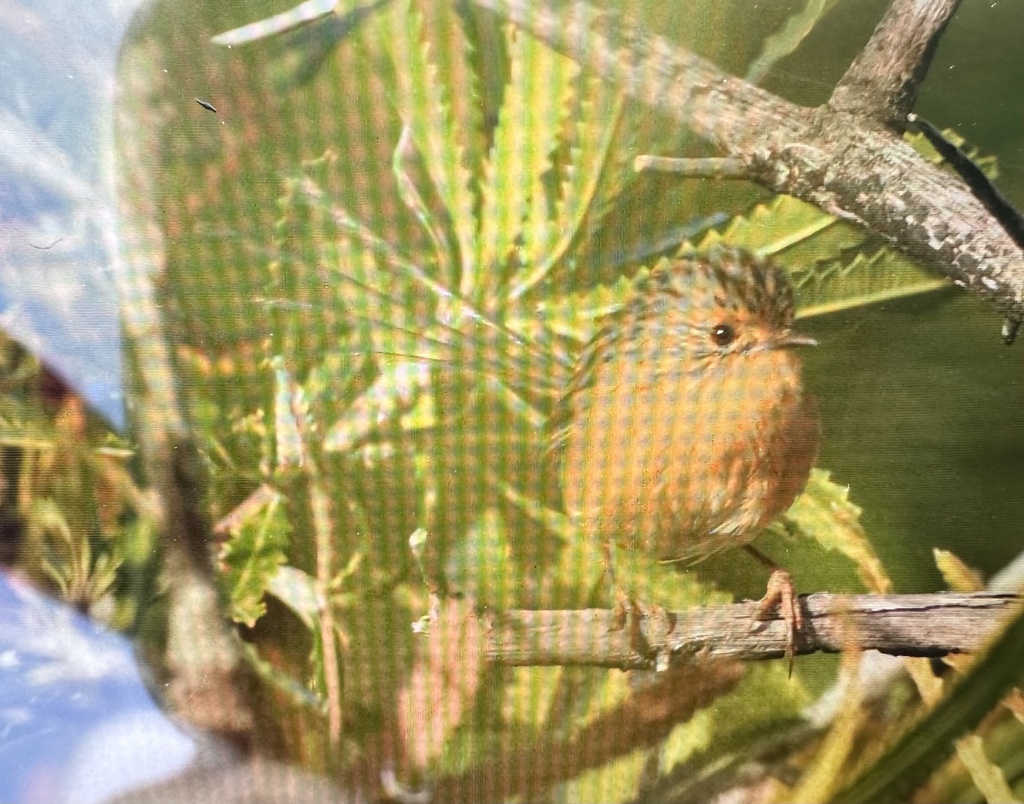 Southern Emuwren from Crowdy Bay National Park, Crowdy Bay, NSW, AU on ...