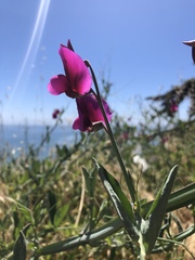 Lathyrus