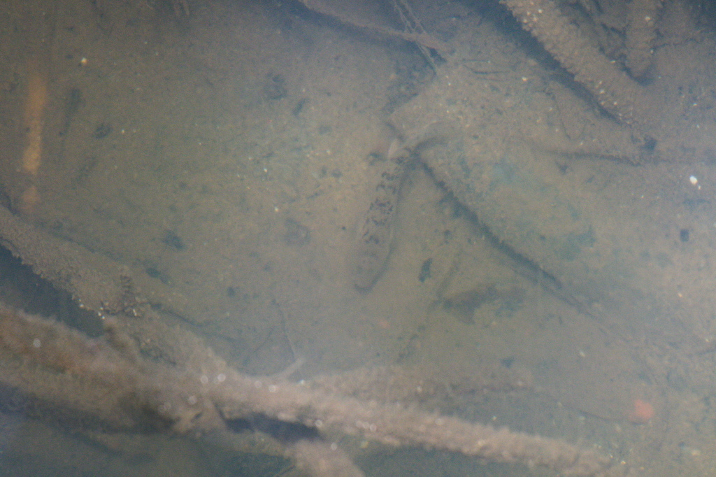 Mangrove goby (Acentrogobius janthinopterus) — Gobiidae