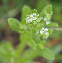 Myosotis verna