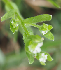 Myosotis verna
