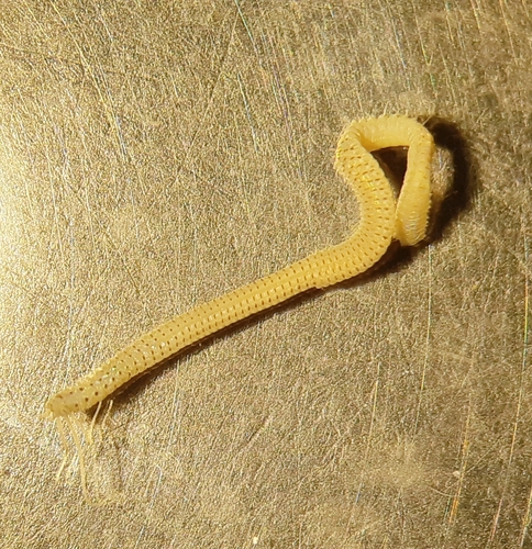 Representative image of Aponuphis