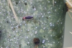 Hesperolabops gelastops