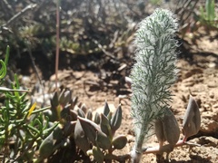 Eriospermum paradoxum