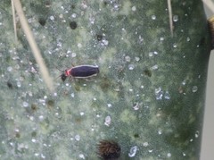 Hesperolabops gelastops