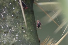 Hesperolabops gelastops