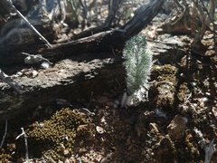 Eriospermum paradoxum