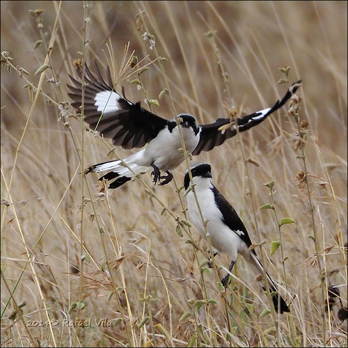 Grey-backed Fiscal