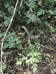 Aspidoscelis laredoensis