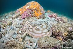 Reef Stingray photo 2
