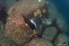Pacific Eagle Ray photo 5