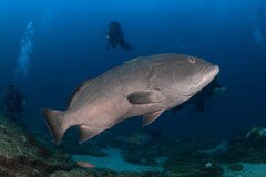 Gulf Grouper photo 1