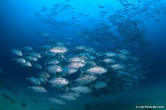 Bigeye Trevally photo 5