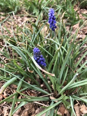 Muscari armeniacum