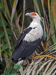 Palm-Nut Vulture photo 3