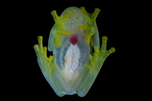 Northern Glassfrog