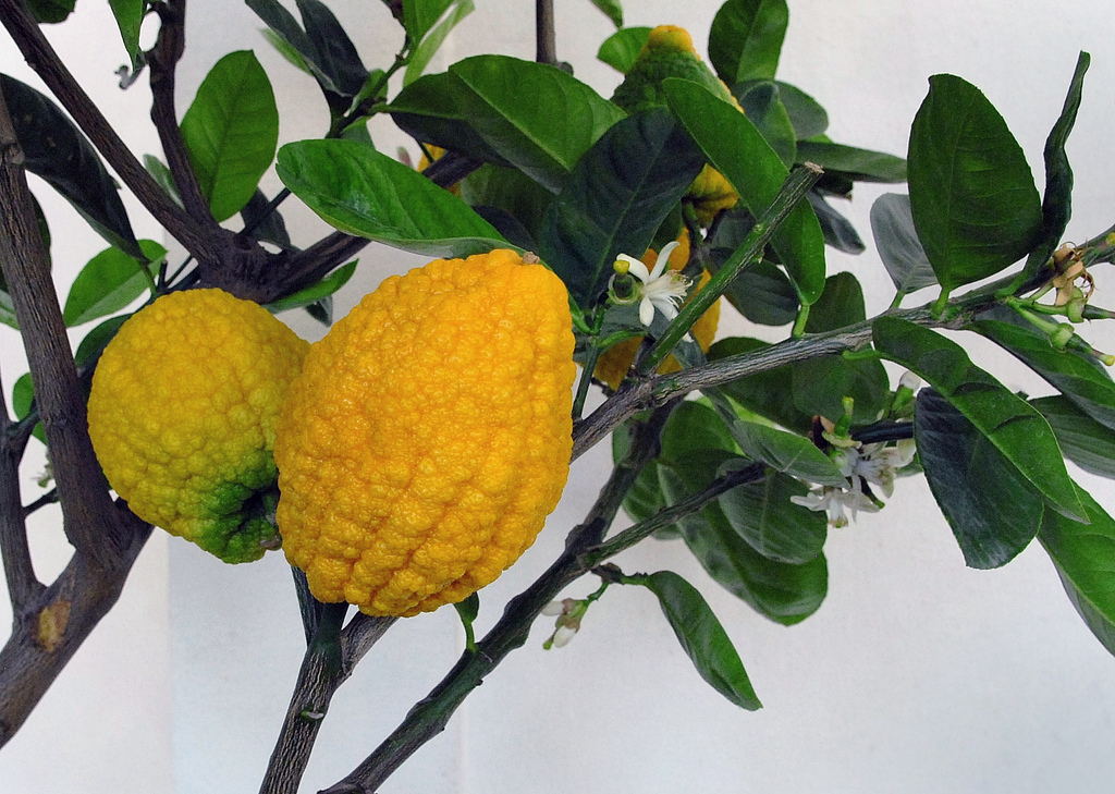 Citrus medica — a medium houseplant, prefers full sun light