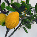 Citron - Photo (c) 
Johann Werfring, some rights reserved (CC BY-SA)