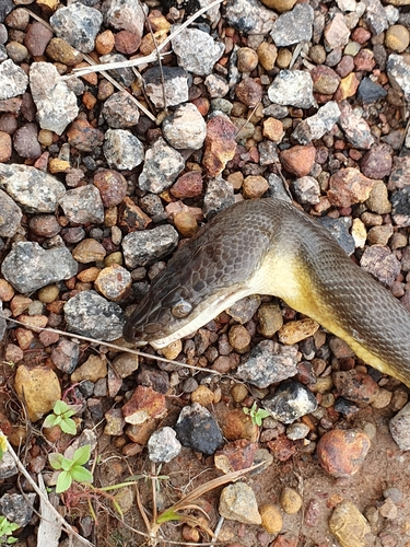 Water Python sighting