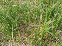 Tripsacum dactyloides