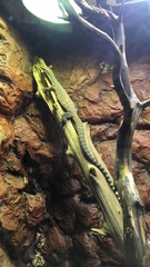 Varanus glauerti