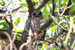 Southern Boobook photo 2