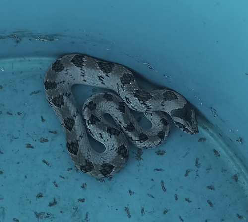 Snouted Night Adder