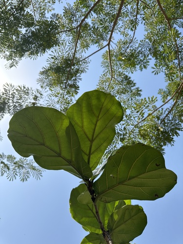 Foto de Figueira-lira