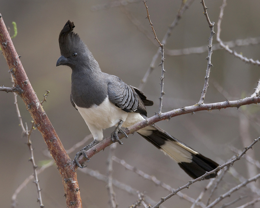 White-bellied Go-away-bird (Crinifer leucogaster) photo