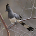 White-bellied Go-Away-Bird - Photo (c) Lip Kee, some rights reserved (CC BY-SA)