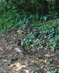 Spodiopsar cineraceus