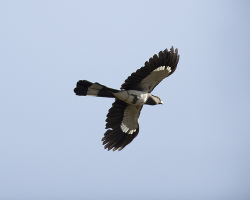 White-bellied Go-away-bird