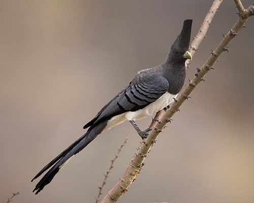 White-bellied Go-away-bird